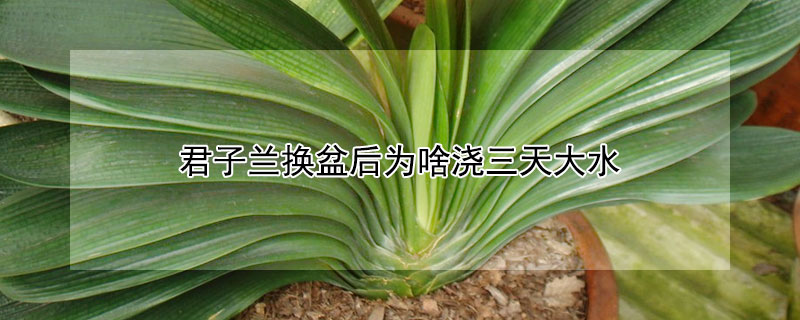 君子兰换盆后为啥浇三天大水 君子兰换土浇三天大水