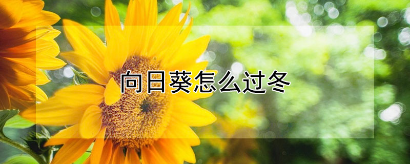 向日葵怎么过冬 光辉岁月向日葵怎么过冬