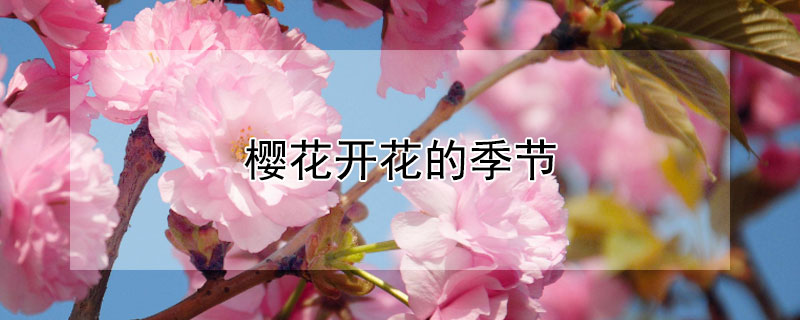 樱花开花的季节（樱花开花的季节是时候）