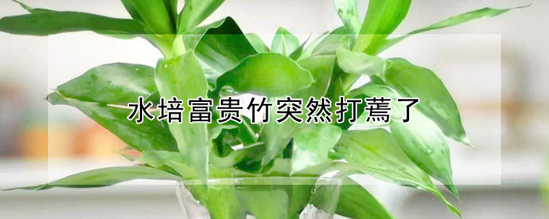 水培富贵竹突然打蔫了 水培富贵竹突然打蔫了怎么办