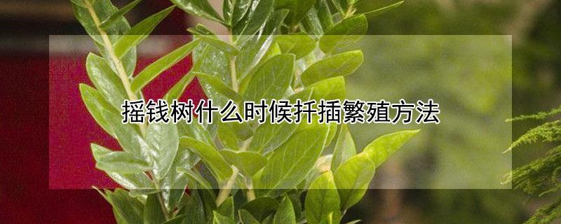 摇钱树什么时候扦插繁殖方法 摇钱树怎么繁殖扦插