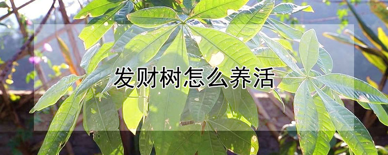 发财树怎么养活（发财树怎么养活得久）