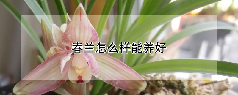 春兰怎么样能养好 春兰怎么养才能开花
