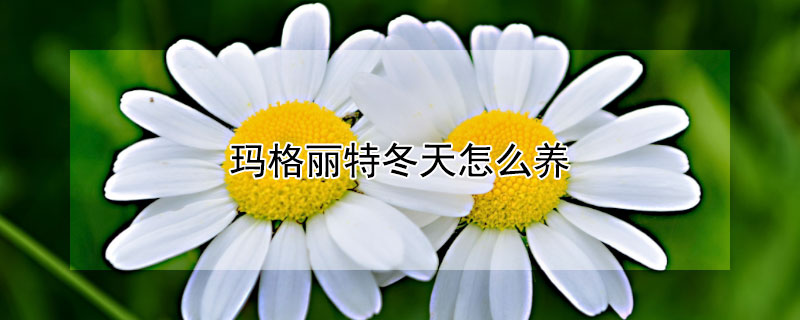 玛格丽特冬天怎么养 玛格丽特冬天耐几度