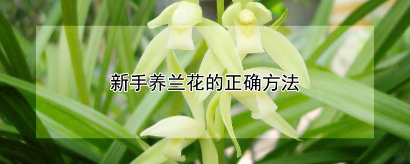 新手养兰花的正确方法 种兰花用什么土比较好