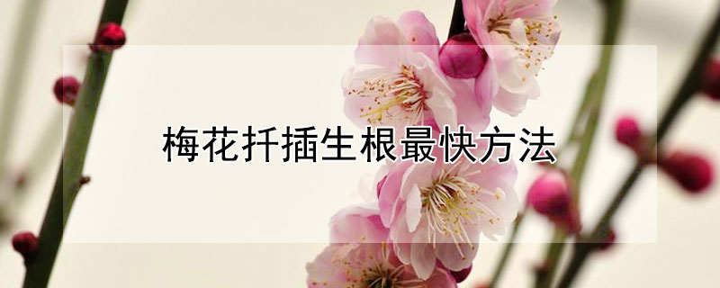 梅花扦插生根最快方法（梅花扦插生根最快方法图解）
