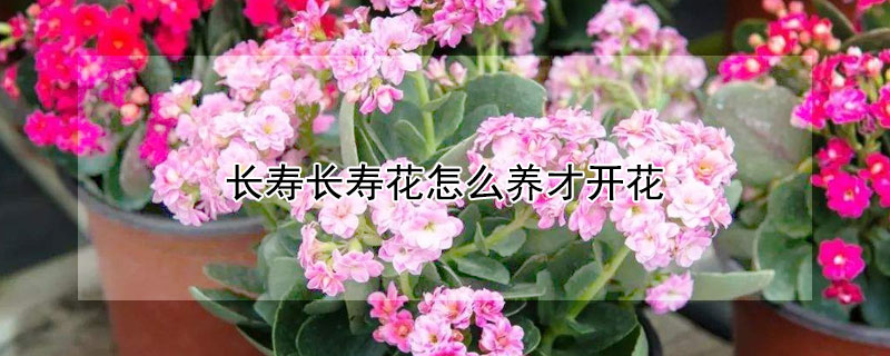 长寿长寿花怎么养才开花（长寿花怎么养才开花花）