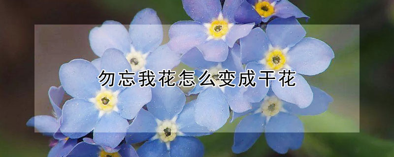 勿忘我花怎么变成干花（勿忘我怎么弄成干花）