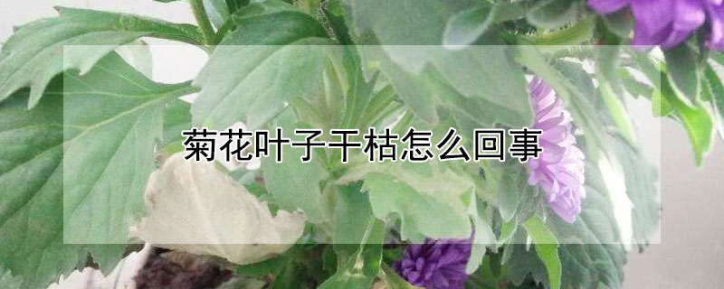 菊花叶子干枯怎么回事 菊花花苞干枯的原因