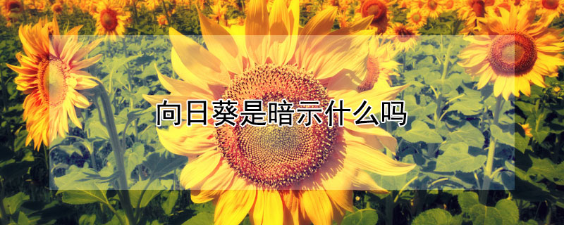向日葵是暗示什么吗 两朵向日葵是暗示什么吗