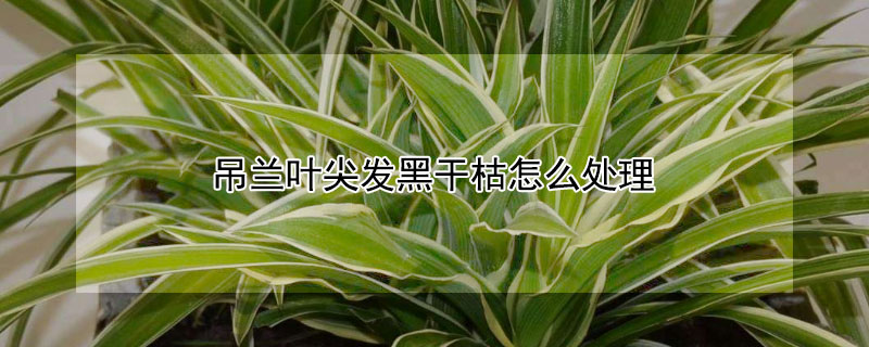 吊兰叶尖发黑干枯怎么处理（吊兰叶尖发黑干枯怎么处理最好）