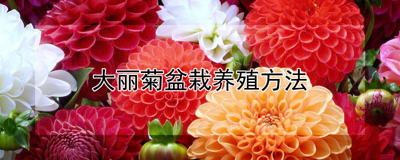 大丽菊盆栽养殖方法 大丽菊的养植方法