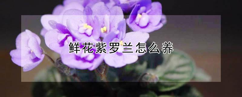 鲜花紫罗兰怎么养 鲜花紫罗兰怎么养护