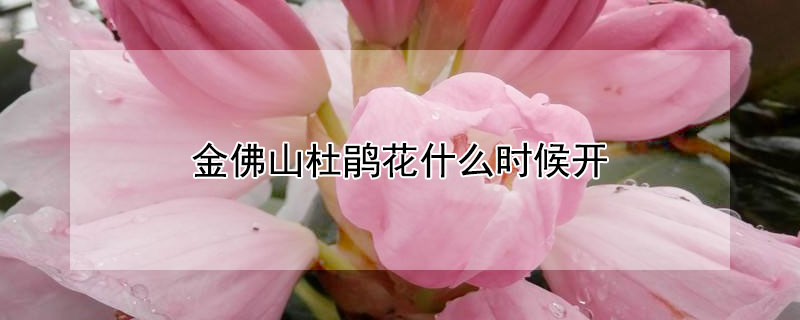 金佛山杜鹃花什么时候开（金佛山的杜鹃花开了吗）