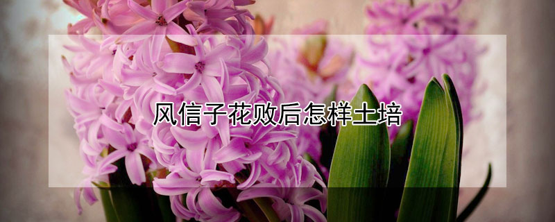 风信子花败后怎样土培 土培风信子花败后怎么处理