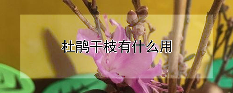 杜鹃干枝有什么用（杜鹃干枝有什么用途和功效）