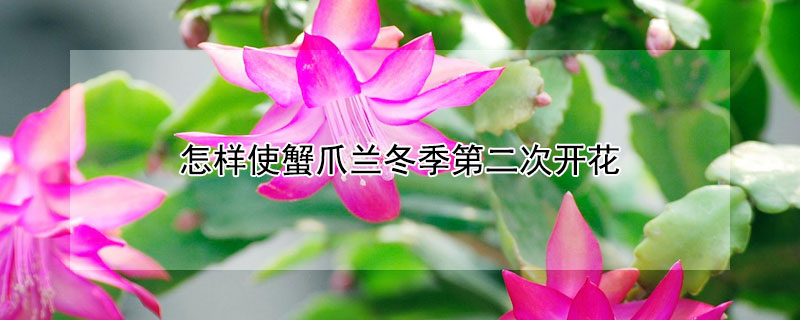 怎样使蟹爪兰冬季第二次开花（蟹爪兰冬季开花后修剪）