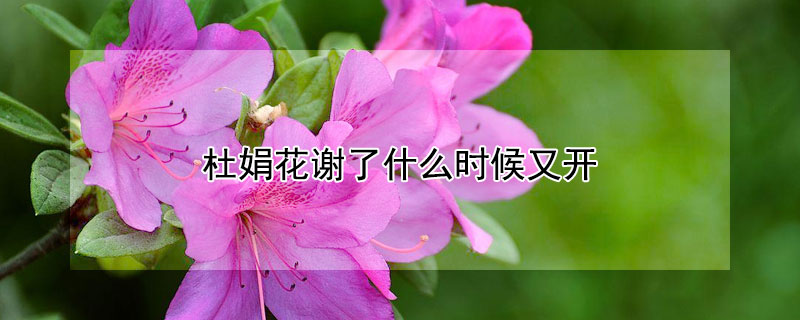 杜娟花谢了什么时候又开 杜娟花开完花怎么护理
