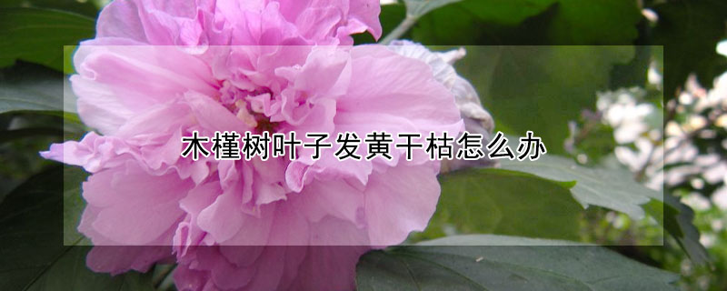 木槿树叶子发黄干枯怎么办 木槿叶子发黄枯萎