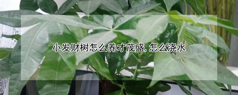 小发财树怎么养才茂盛,怎么浇水 小发财树怎么养家庭养法