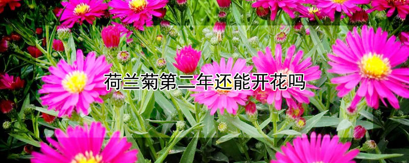 荷兰菊第二年还能开花吗（荷兰菊能开多久）