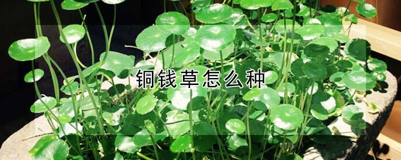 铜钱草怎么种（铜钱草怎么种植方法）