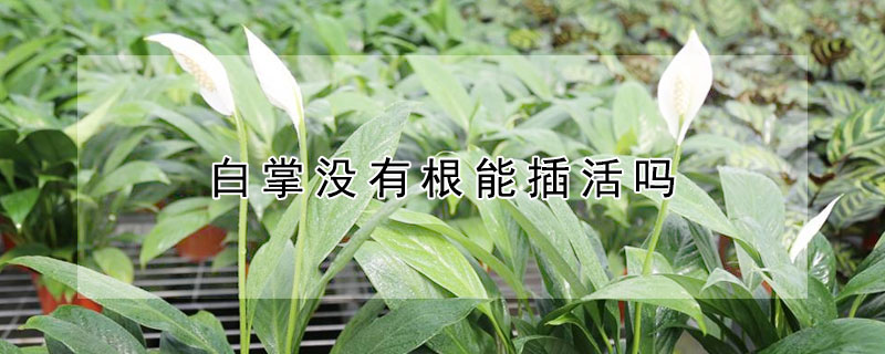 白掌没有根能插活吗 白掌没有根可以水培吗