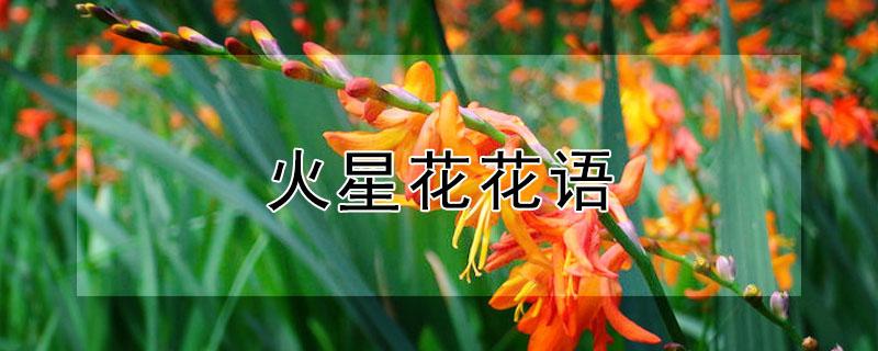 火星花花语 火星花的养殖方法和注意事项