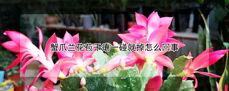 蟹爪兰花苞干瘪一碰就掉怎么回事（蟹爪兰花苞干枯怎么回事）