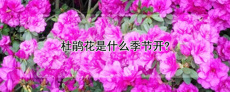 杜鹃花是什么季节开?（杜鹃花什么时候开花季节）