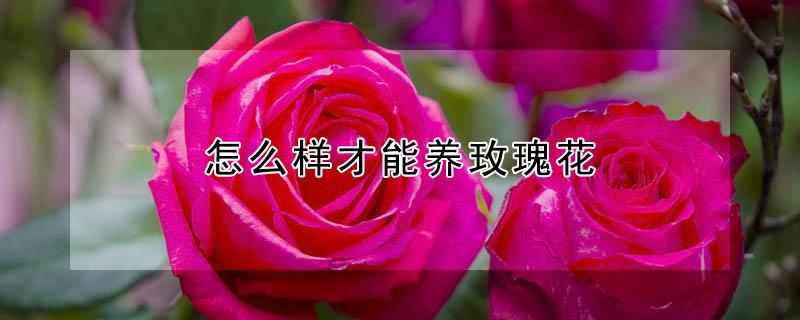 怎么样才能养玫瑰花 怎么样才能养玫瑰花盆栽