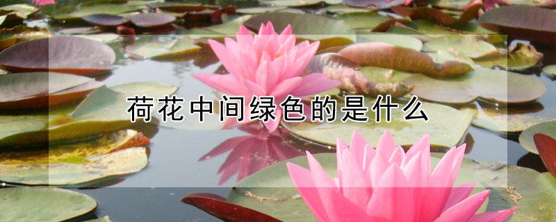 荷花中间绿色的是什么（荷花中间那个绿线有什么用）