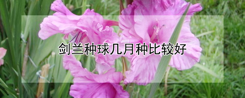 剑兰种球几月种比较好 9～11月适合种植什么花卉