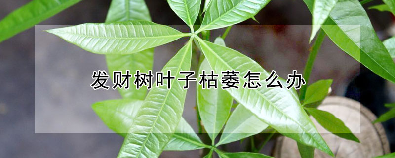 发财树叶子枯萎怎么办（发财树叶枯萎了咋处理）