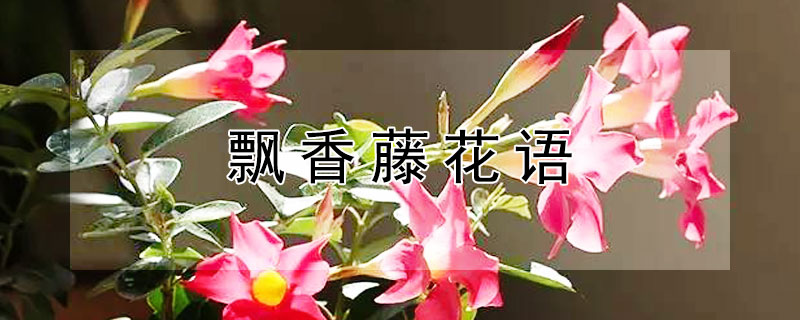 飘香藤花语（飘香藤的三大忌）