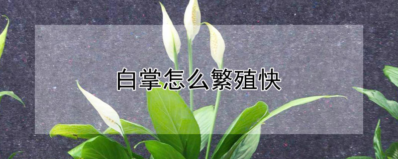 白掌怎么繁殖快 白掌怎么繁殖快一些