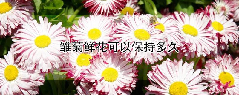 雏菊鲜花可以保持多久 雏菊鲜花可以放卧室吗