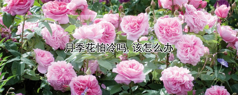 月季花怕冷吗,该怎么办 月季花怕冷吗?