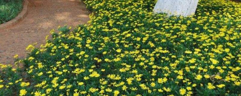 木春菊花语 木春菊的花期有多久