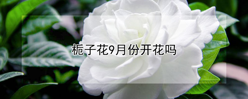 栀子花9月份开花吗 9月栀子会开花吗
