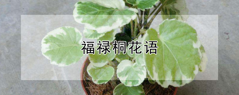 福禄桐花语（福禄桐花语和寓意）