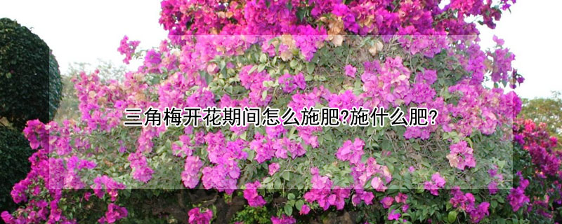 三角梅开花期间怎么施肥?施什么肥? 三角梅开花期间怎么施肥?施什么肥料