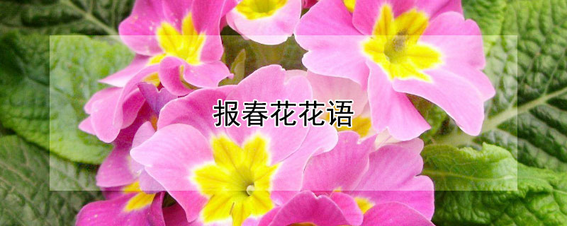 报春花花语（报春花花语是什么意思）