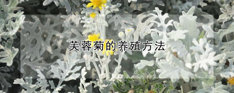芙蓉菊的养殖方法（芙蓉菊的养殖方法和注意事项 盆栽）