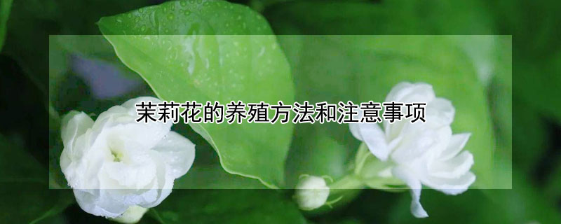 茉莉花的养殖方法和注意事项（冬天茉莉花的养殖方法和注意事项）