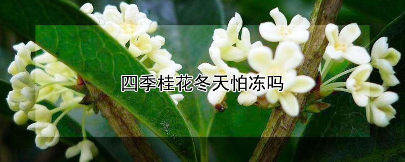四季桂花冬天怕冻吗 桂花零下20度能活吗