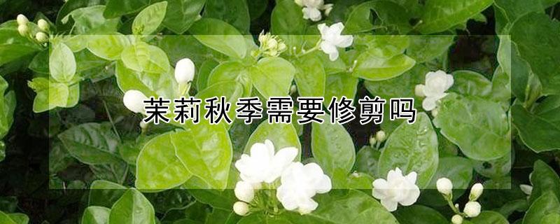 茉莉秋季需要修剪吗（茉莉花秋季需要剪枝吗）