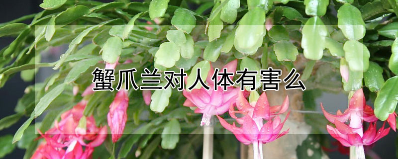 蟹爪兰对人体有害么（家里为什么不能养蟹爪兰）
