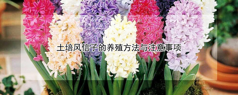 土培风信子的养殖方法与注意事项 土培风信子的养殖方法与注意事项有哪些