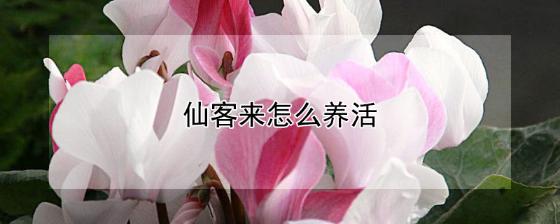 仙客来怎么养活（仙客来咋养视频）